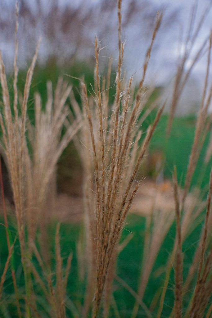 Miscanthus sinensis 'Yakushima Dwarf' - La Pépinière d'Agnens