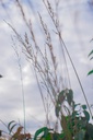 Molinia caerulea 'Edith Dudszus' - La Pépinière d'Agnens