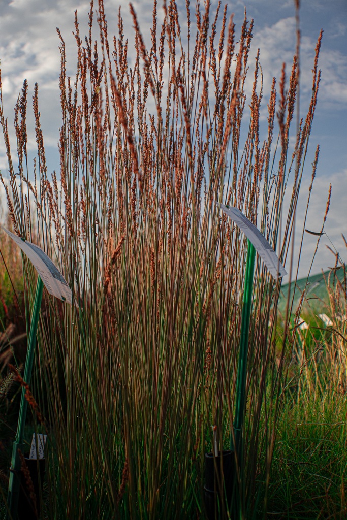 Molinia caerulea 'Moorhexe' - La Pépinière d'Agnens
