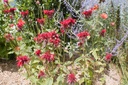 Monarda hybride 'Cambridge Scarlet' - La Pépinière d'Agnens