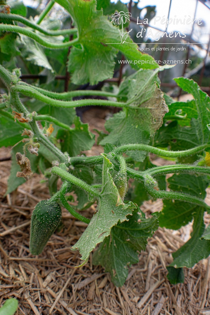 Cornichon à faire grimper 'de Bourbonne'- La pépinière d'Agnens