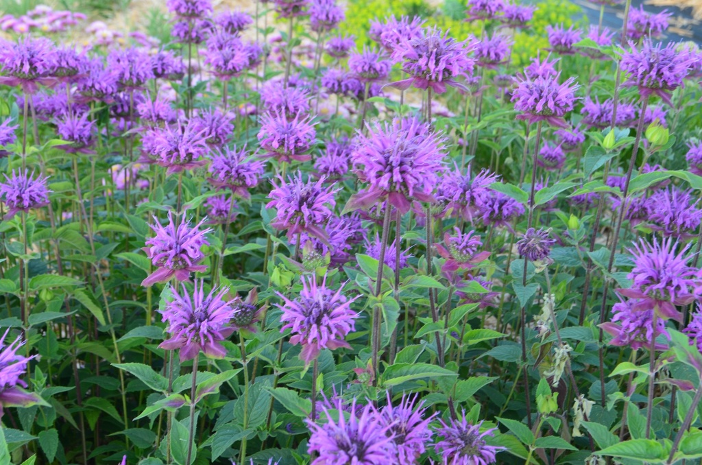 Monarda hybride 'Scorpion' - La Pépinière d'Agnens