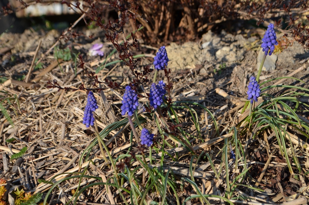 Muscari armeniacum - La Pépinière d'Agnens