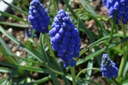 Muscari armeniacum - La Pépinière d'Agnens