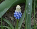 Muscari armeniacum 'Montain Lady' - La Pépinière d'Agnens