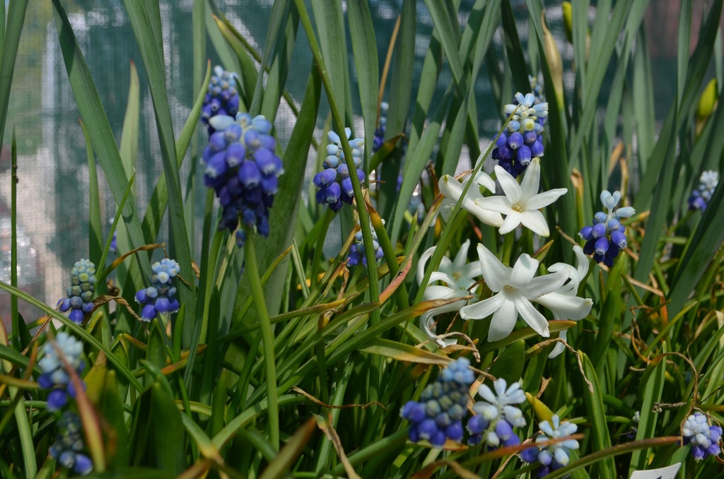 Muscari armeniacum 'Touch of Snow' - La Pépinière d'Agnens