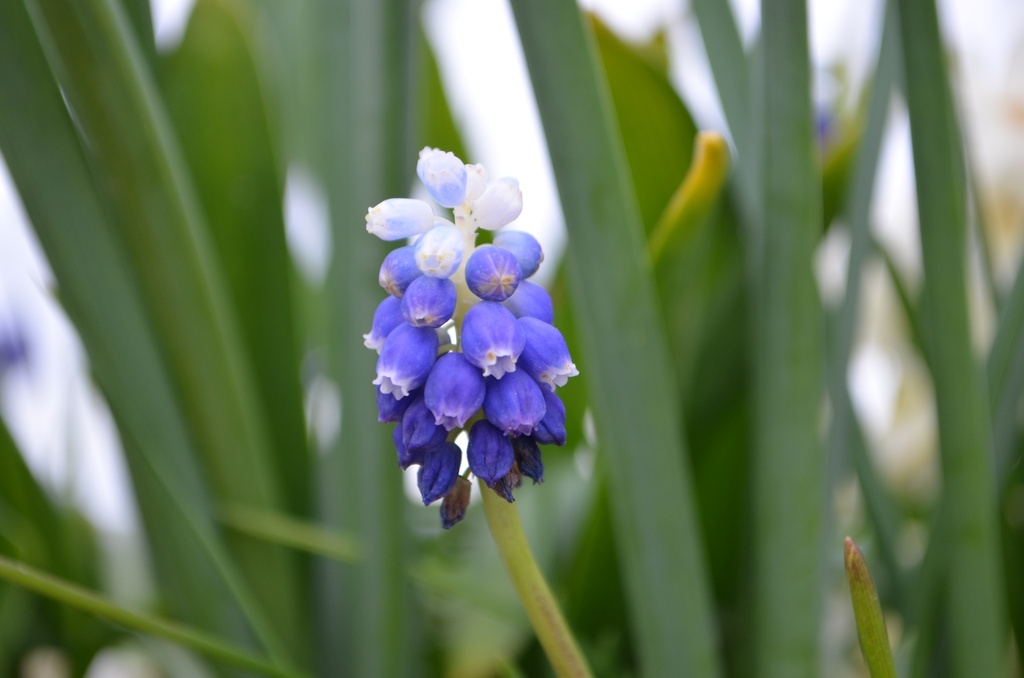 Muscari armeniacum 'Touch of Snow' - La Pépinière d'Agnens