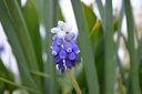 Muscari armeniacum 'Touch of Snow' - La Pépinière d'Agnens