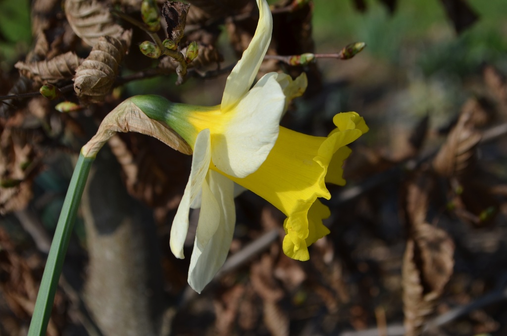 Narcissus Grp. trompette 'Las Vegas' - La Pépinière d'Agnens