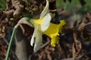 Narcissus Grp. trompette 'Las Vegas' - La Pépinière d'Agnens