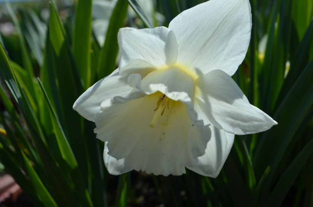 Narcissus Grp. trompette 'Mount Hood' - La Pépinière d'Agnens