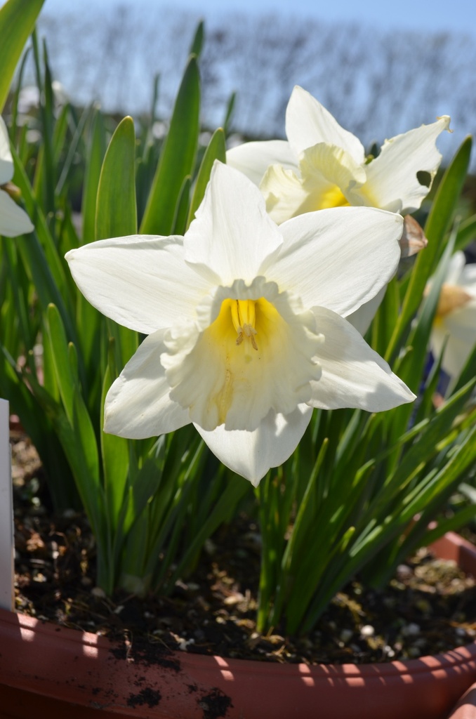 Narcissus Grp. trompette 'Mount Hood' - La Pépinière d'Agnens