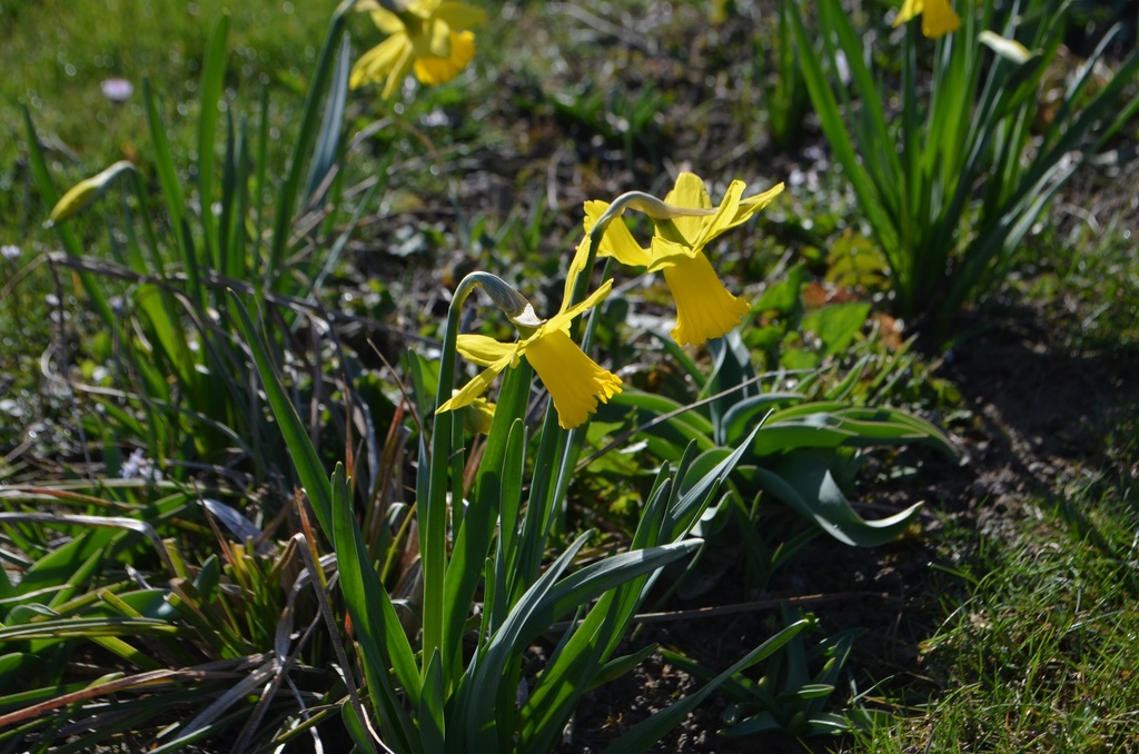 Narcissus botanique 'February Gold' - La Pépinière d'Agnens