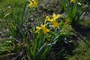 Narcissus botanique 'February Gold' - La Pépinière d'Agnens