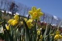 Narcissus botanique 'February Gold' - La Pépinière d'Agnens