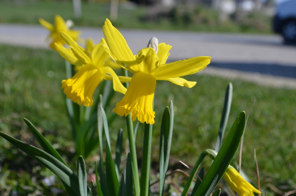 Narcissus botanique 'February Gold' - La Pépinière d'Agnens