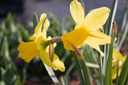 Narcissus botanique 'February Gold' - La Pépinière d'Agnens