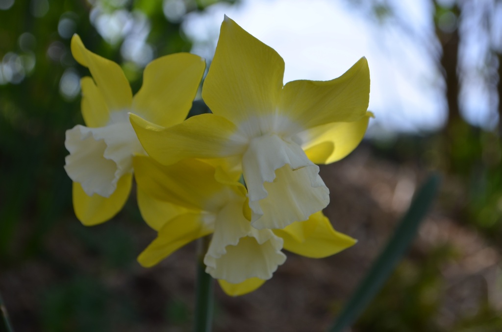 Narcissus botanique 'Pipit' - La Pépinière d'Agnens