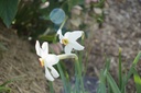 Narcissus poeticus var. recurvus - La Pépinière d'Agnens