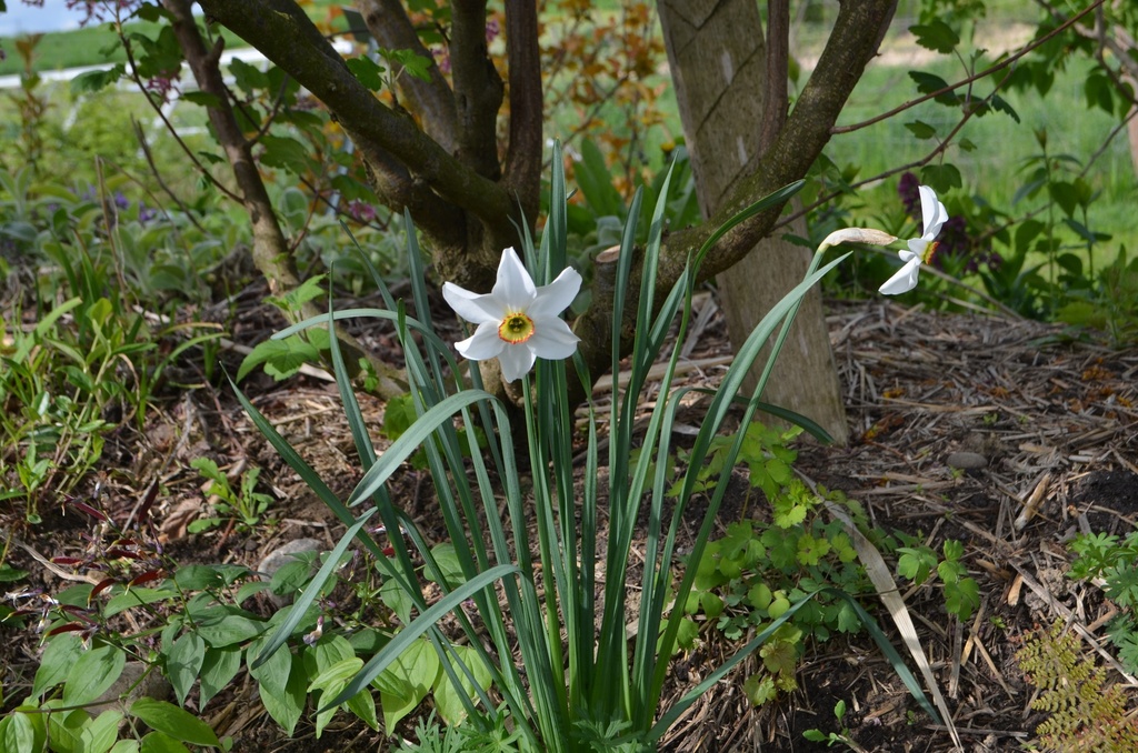 Narcissus poeticus var. recurvus - La Pépinière d'Agnens