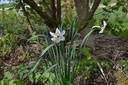 Narcissus poeticus var. recurvus - La Pépinière d'Agnens