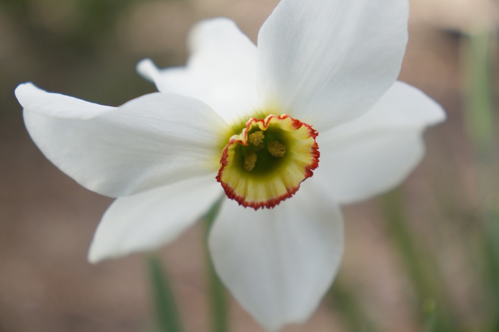 Narcissus poeticus var. recurvus - La Pépinière d'Agnens