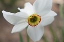 Narcissus poeticus var. recurvus - La Pépinière d'Agnens