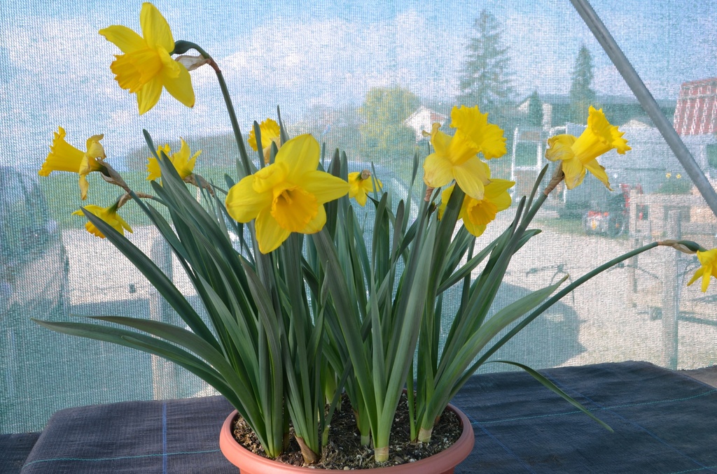 Narcissus trompette 'Dutch Master' - La Pépinière d'Agnens