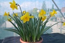 Narcissus trompette 'Dutch Master' - La Pépinière d'Agnens