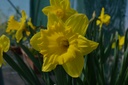 Narcissus trompette 'Dutch Master' - La Pépinière d'Agnens