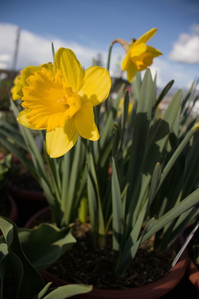 Narcissus trompette 'Dutch Master' - La Pépinière d'Agnens