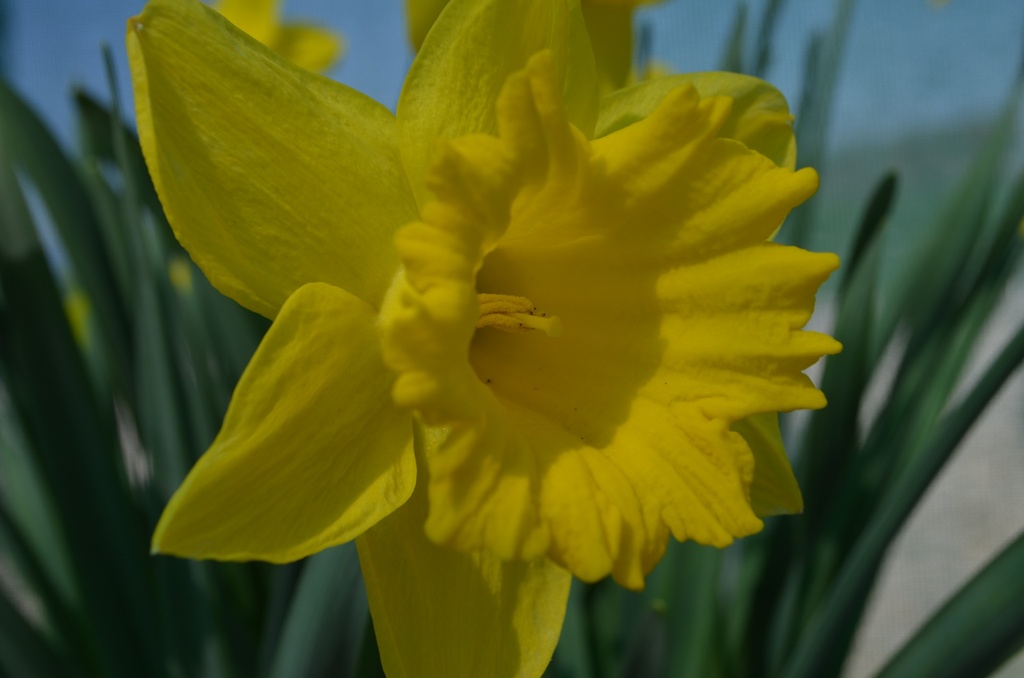 Narcissus trompette 'Dutch Master' - La Pépinière d'Agnens