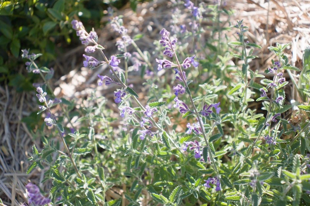 Nepeta faassenii (x) - La pépinière d'Agnens