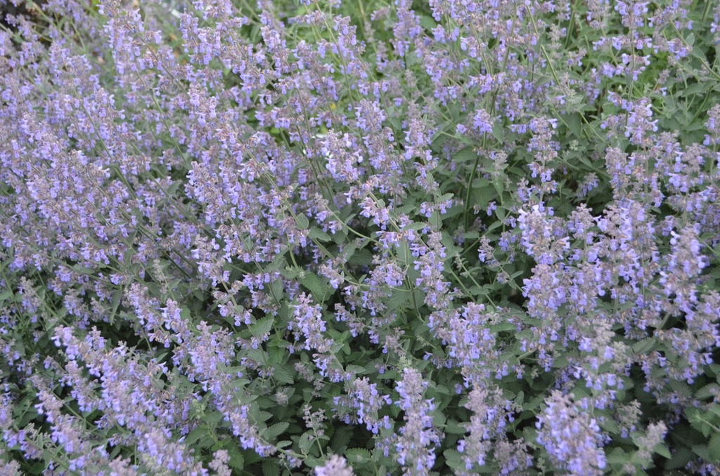 Nepeta faassenii (x) 'Six Hills Giant' - La pépinière d'Agnens