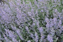 Nepeta faassenii (x) 'Six Hills Giant' - La pépinière d'Agnens