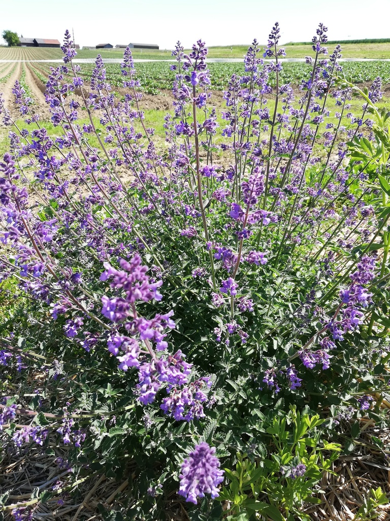Nepeta faassenii (x) 'Walker's Low' - La pépinière d'Agnens