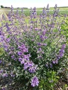 Nepeta faassenii (x) 'Walker's Low' - La pépinière d'Agnens
