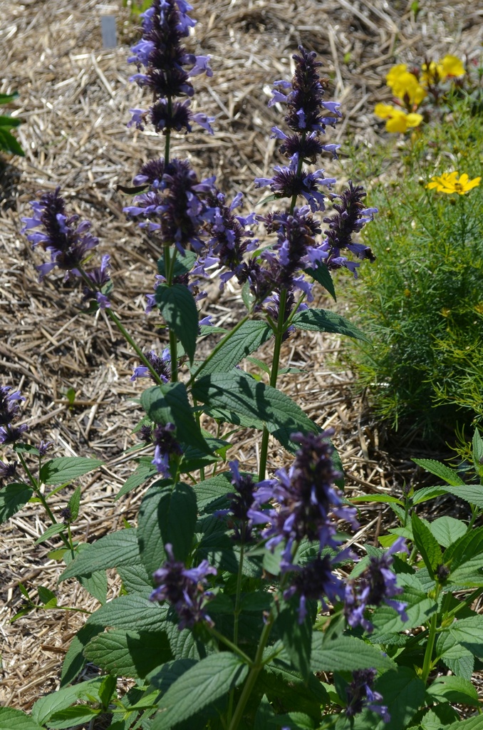 Nepeta manchuriensis 'Manchu Blue' - La pépinière d'Agnens