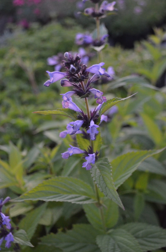 Nepeta manchuriensis 'Manchu Blue' - La pépinière d'Agnens