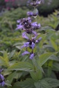 Nepeta manchuriensis 'Manchu Blue' - La pépinière d'Agnens