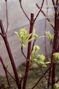 Cornus alba 'Elegantissima'- La pépinière d'Agnens