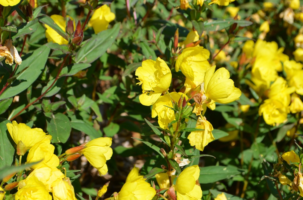 Oenothera fruticosa 'Sonnenwende' - La pépinière d'Agnens