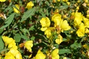 Oenothera fruticosa 'Sonnenwende' - La pépinière d'Agnens