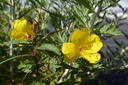 Oenothera fruticosa 'Sonnenwende' - La pépinière d'Agnens