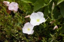 Oenothera speciosa 'Siskiyou Pink' - La pépinière d'Agnens