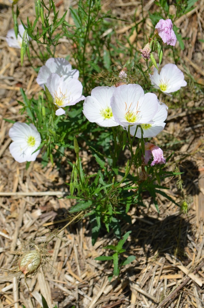 Oenothera speciosa 'Siskiyou Pink' - La pépinière d'Agnens