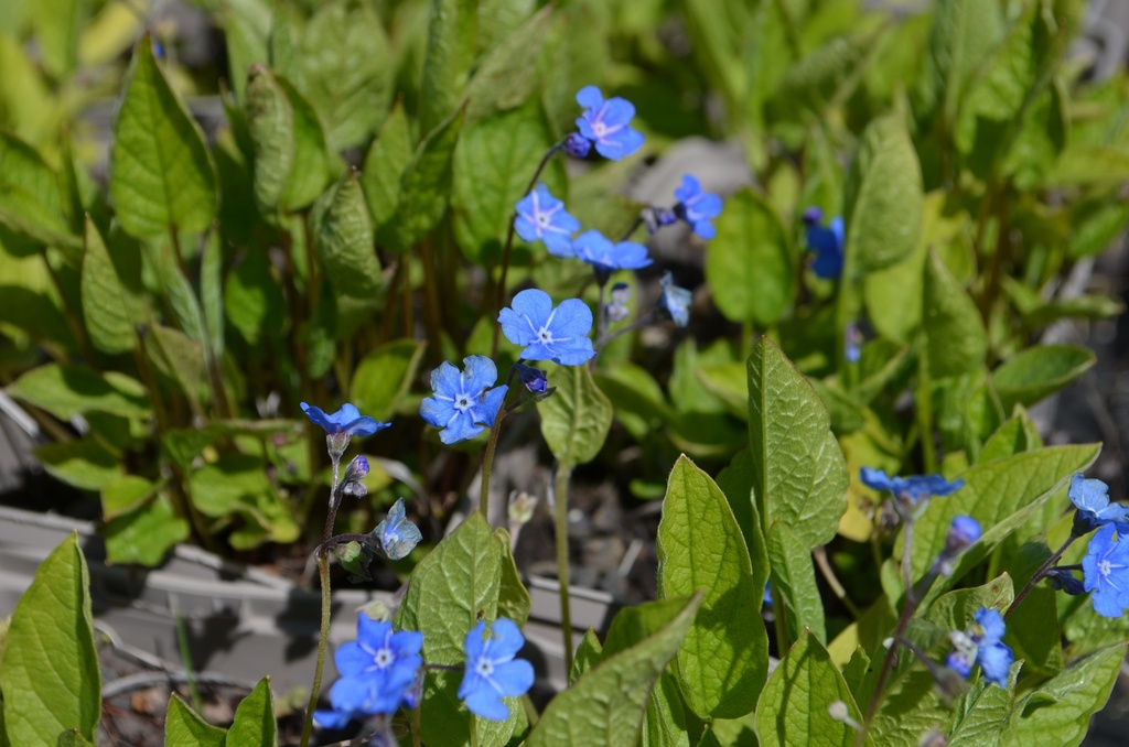 Omphalodes verna - La pépinière d'Agnens