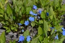 Omphalodes verna - La pépinière d'Agnens