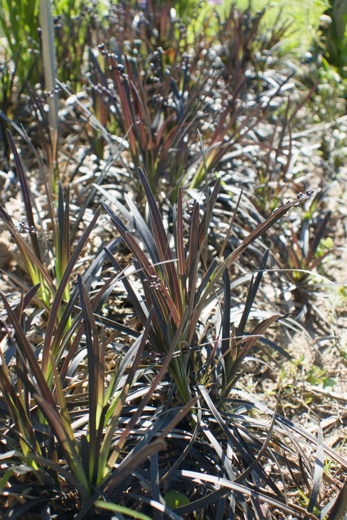 Ophiopogon planiscapus 'Niger' - La pépinière d'Agnens