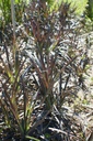 Ophiopogon planiscapus 'Niger' - La pépinière d'Agnens